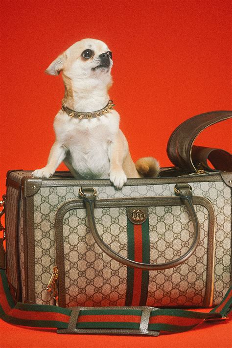 visiera per cane gucci|gucci dog clothing.